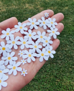 Vandeniui atsparūs lipdukai Baltos ramunėlės 50 vnt.